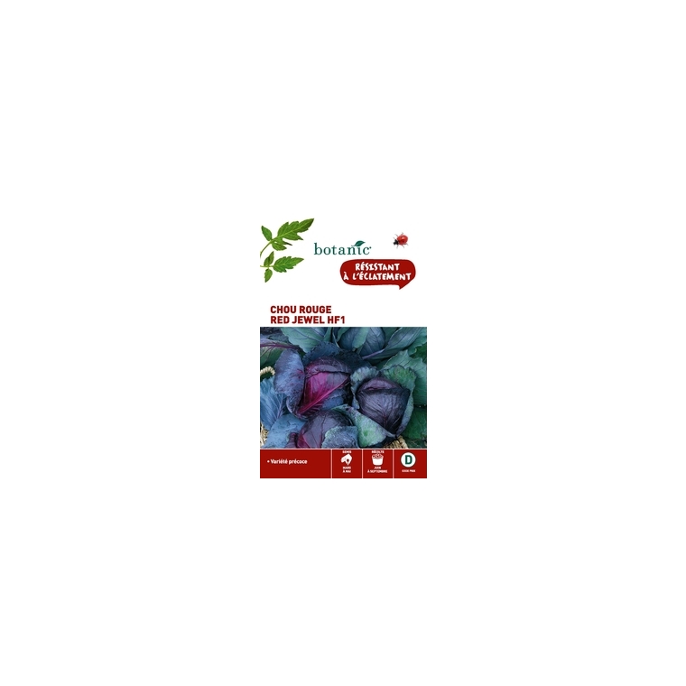 Chou rouge red jewel hybride f1
