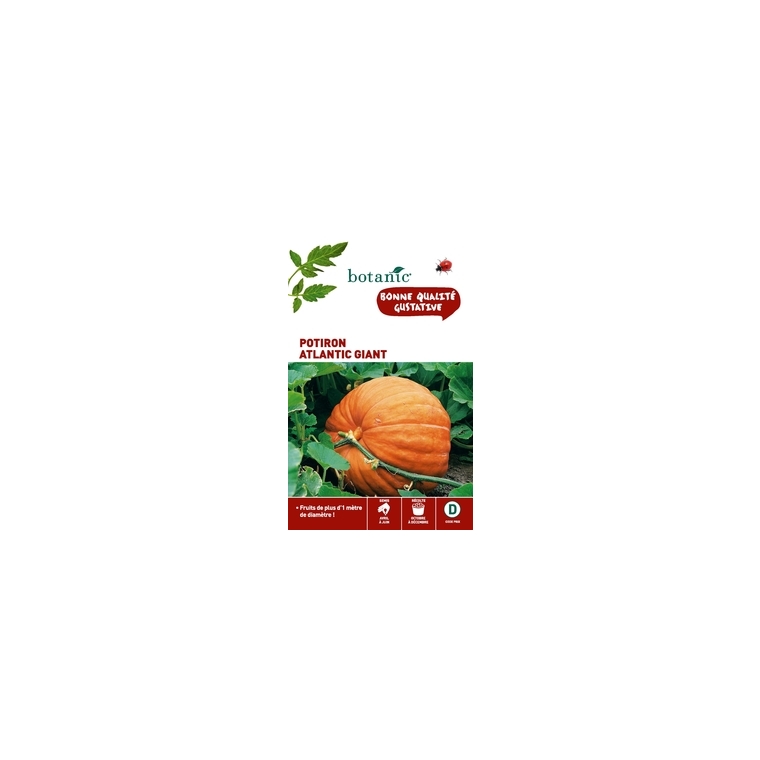 Potiron Atlantic Giant Caillard x2 sachets