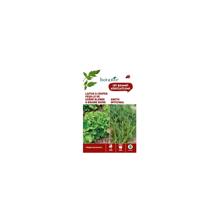 Laitue a couper feuille de chene blonde a graine noire + aneth Duo compagne