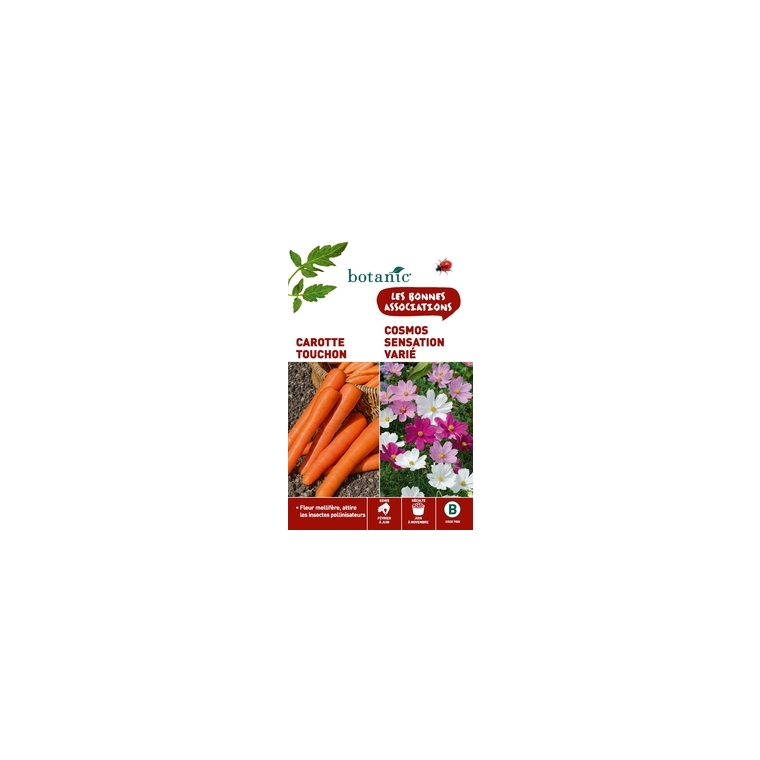 Carotte touchon + cosmos sensation varie Duo compagne