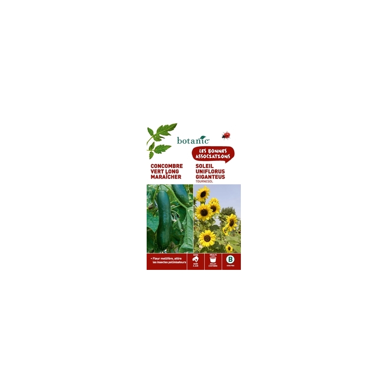 Concombre long maraicher + tournesol (soleil uniflorus gigan) Duo compagne