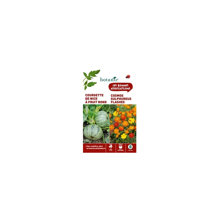 Courgette de nice a fruit rond + cosmos bright lights varie Duo compagne