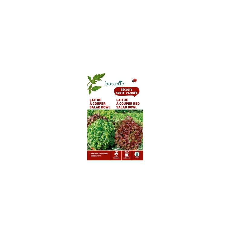 Laitue à couper salad bowl  +  laitue à couper red salad bow Duo potagere