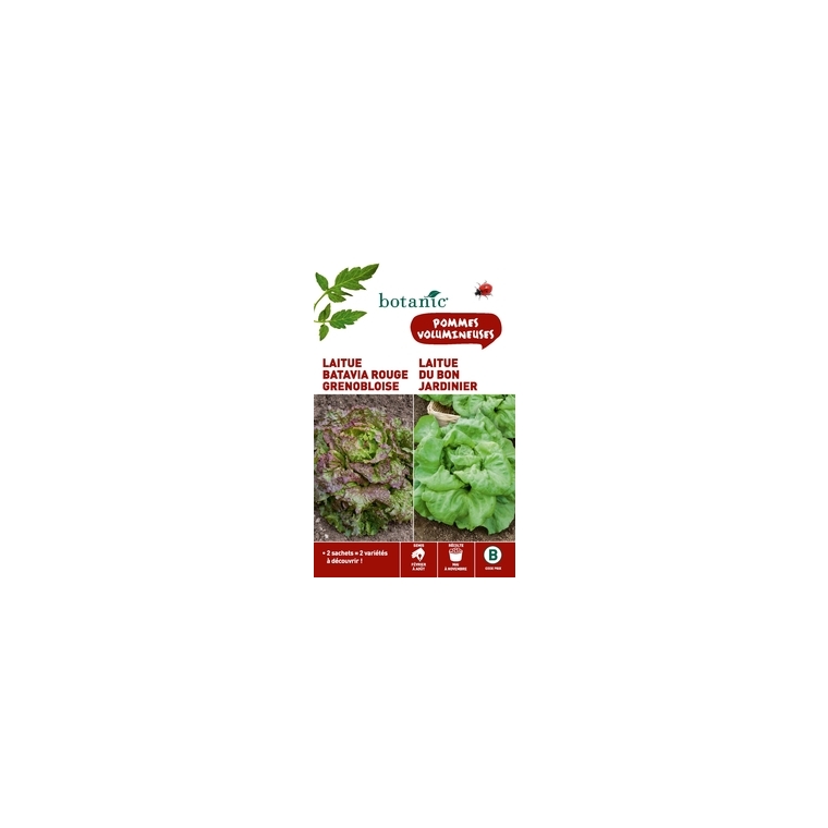 Laitue batavia rouge  grenobloise  +  laitue du bon jardinie Duo potagere