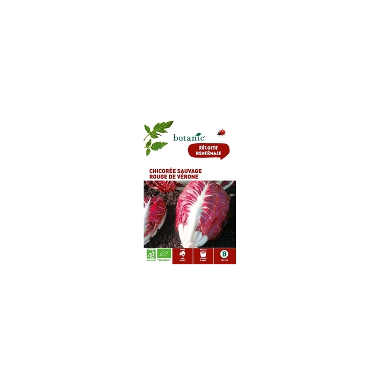 Chicorée Sauvage Rouge de Vérone AB BIO