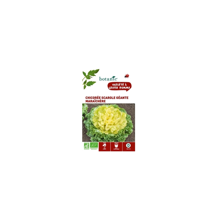Chicorée Scarole Géante Maraîchère AB BIO
