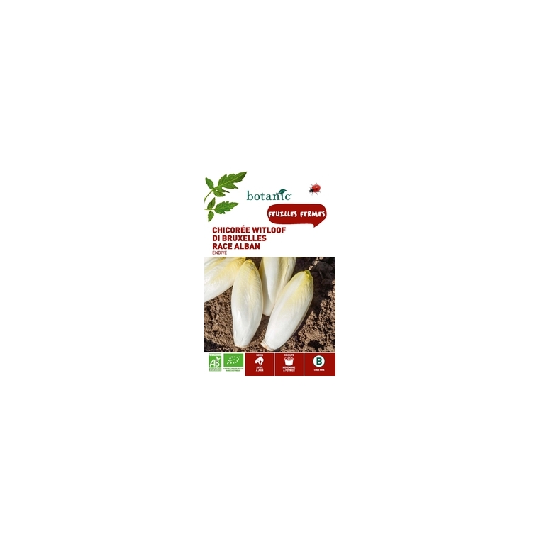 Chicorée Witloof Di Bruxelles Race Alban endive AB Bio