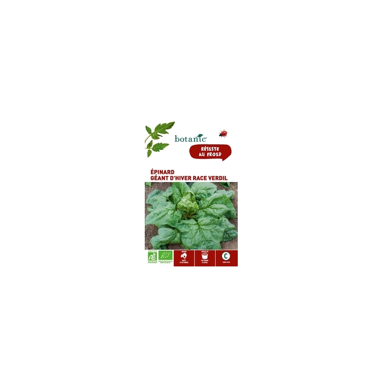 Épinard Géant d’Hiver Race Verdil AB BIO