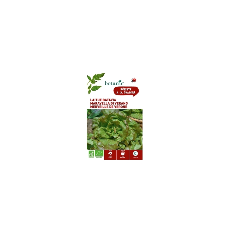 Laitue Batavia Merveille de Vérone AB BIO