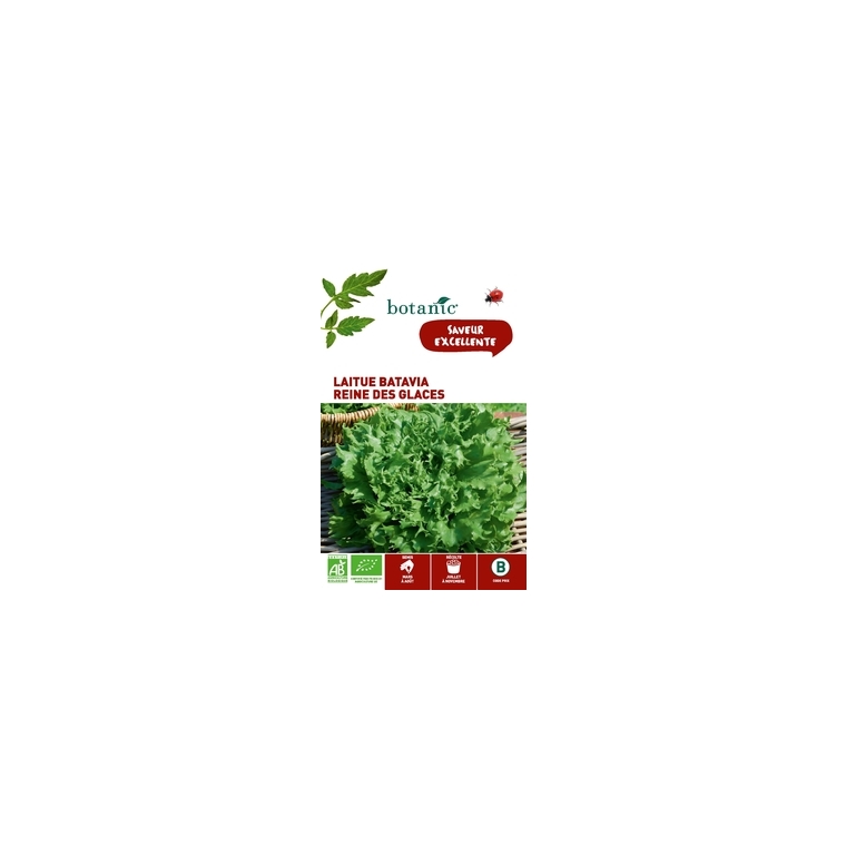 Laitue Batavia Reine des Glaces AB BIO