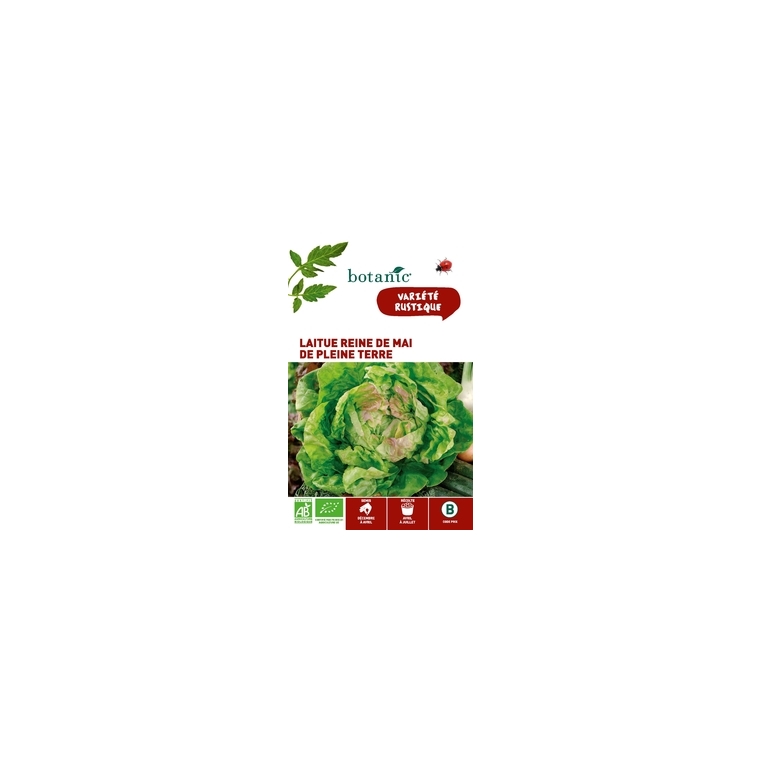 Laitue Reine de Mai de Pleine Terre AB BIO