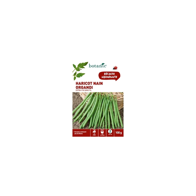 Haricot nain organdi  extra-fin sans fil 100 gr