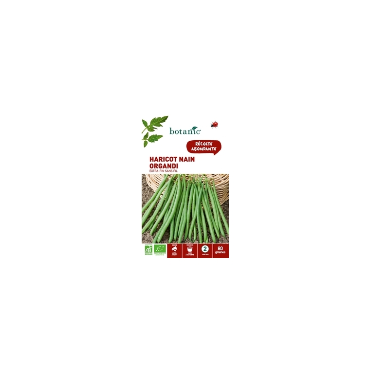 HARICOT NAIN ORGANDI  EXTRA-FIN SANS FIL BIO 80 graines