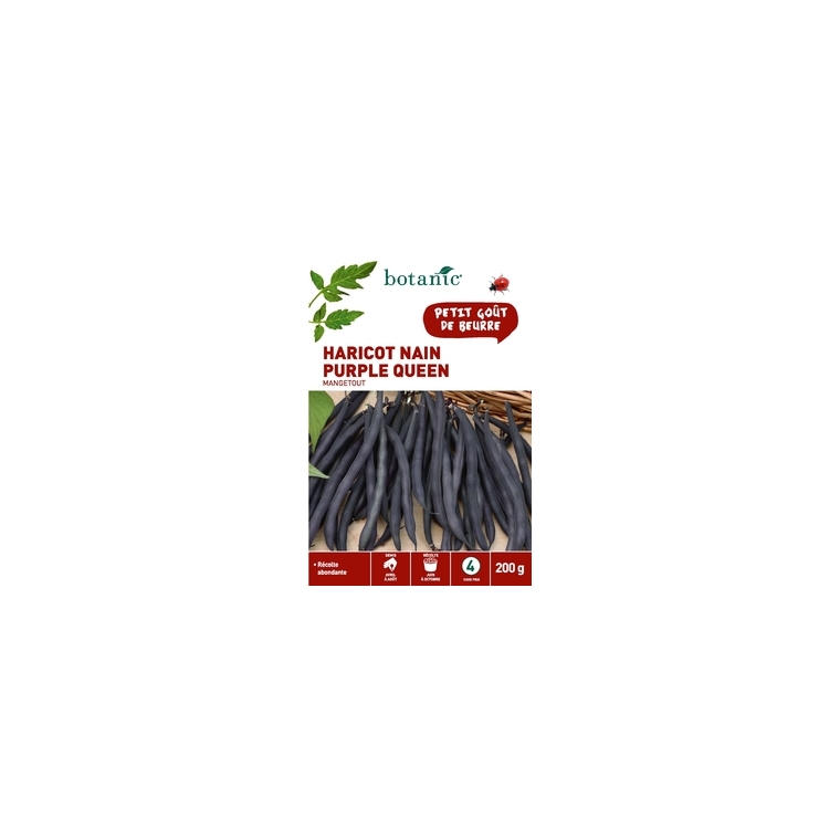 Haricot Nain Purple Queen Mangetout 200 gr