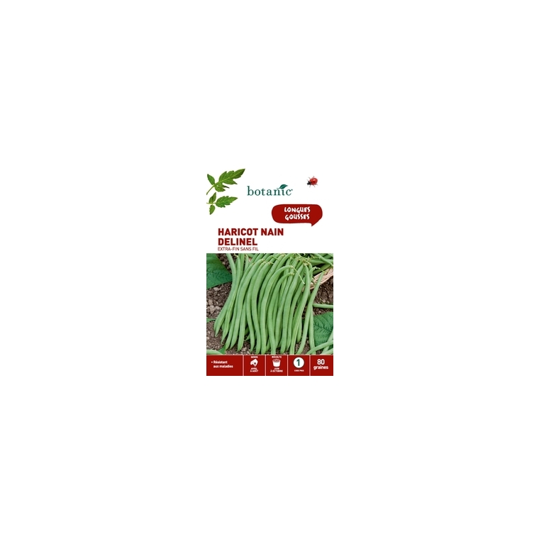 Haricot nain delinel extra-fin sans fil 80 Graines