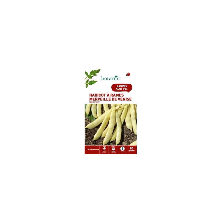 Haricot a rames merveille de venise mangetout 80 Graines