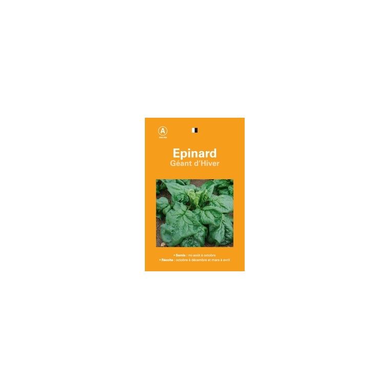 Epinard geant hiver