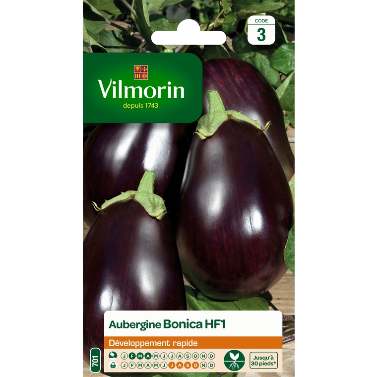 Aubergine Bonica HF1