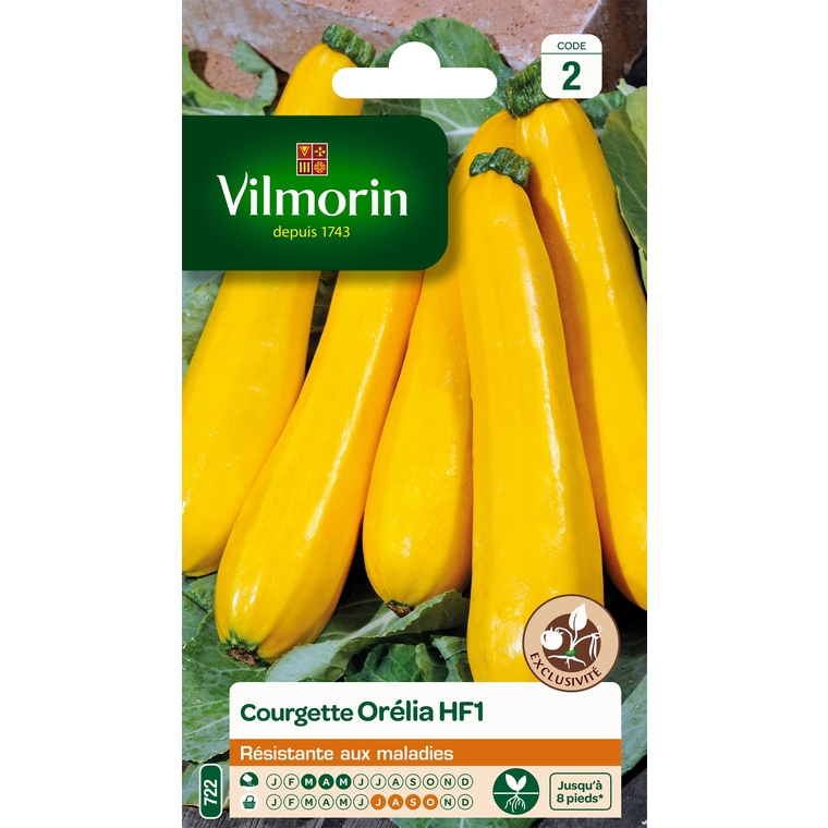 Courgette Orelia HF1