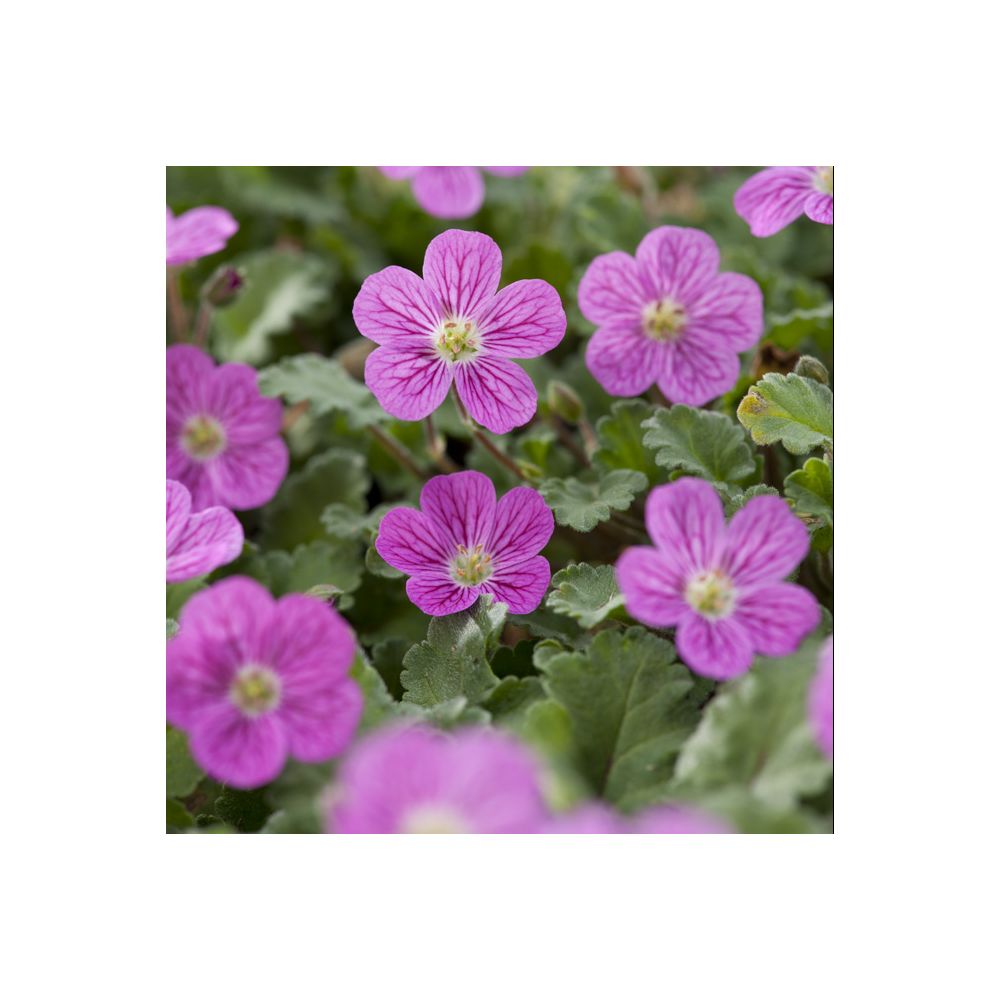 Erodium variabile bishop's form