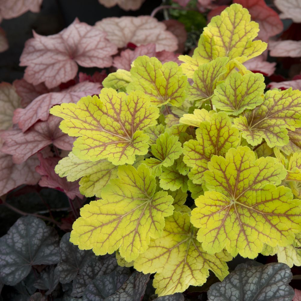 Heuchère  'Electra'