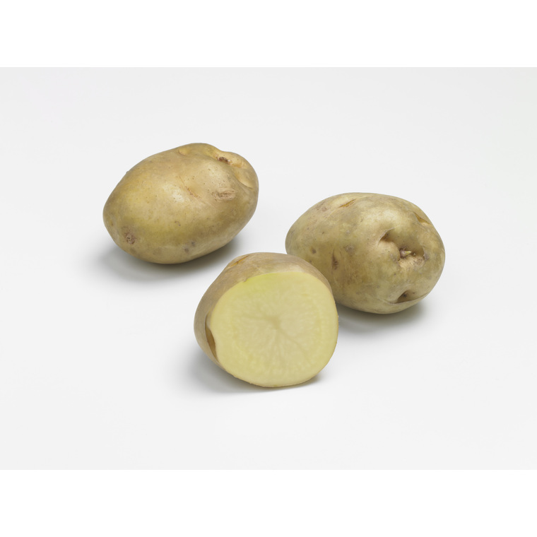 10 plants de pommes de terre sirtema calibre 28 à 35