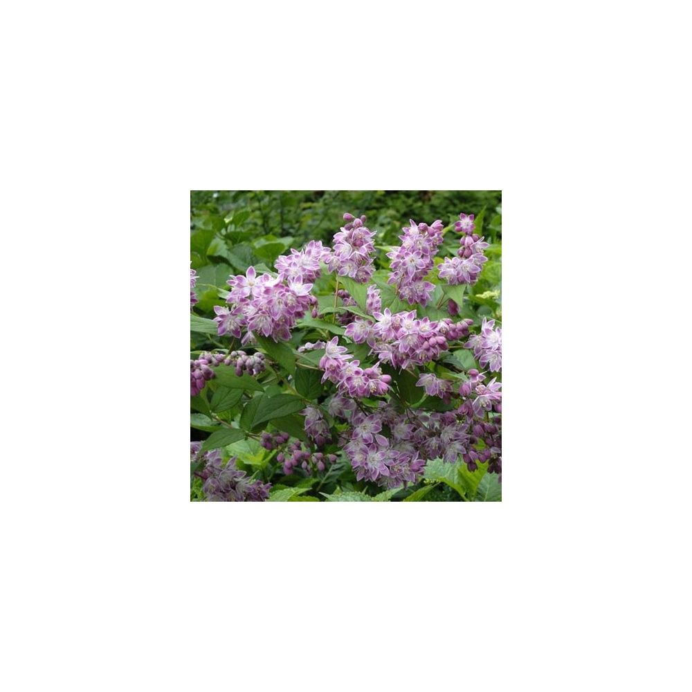 Deutzia 'Perle Rose'