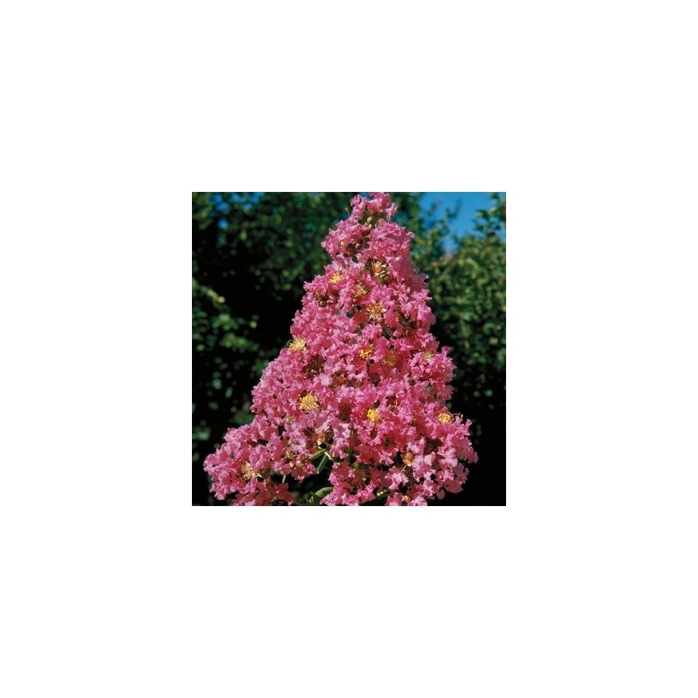 Lilas des Indes Yang Tsé®
