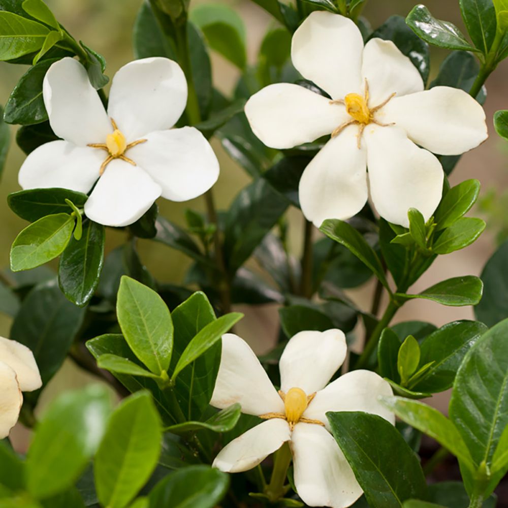 Gardenia d'extérieur 'Kleim's Hardy'