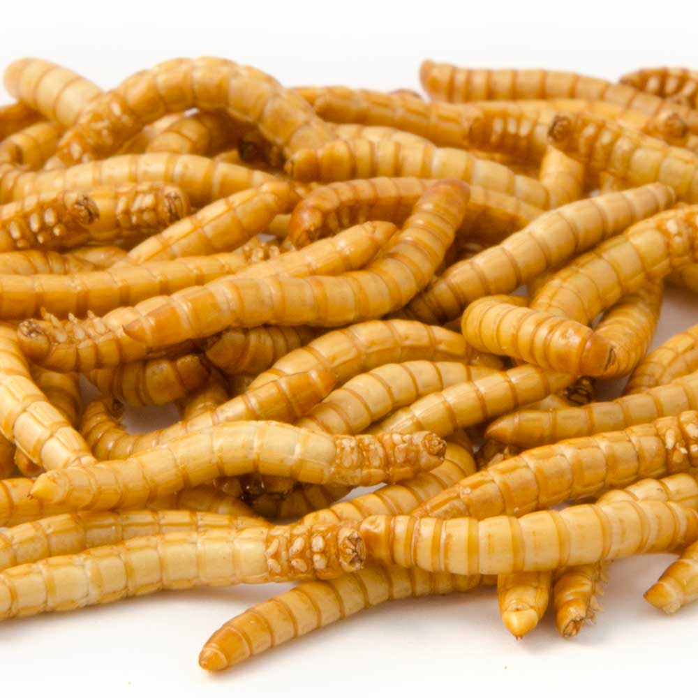 Vers de farine séchés congelés 100g