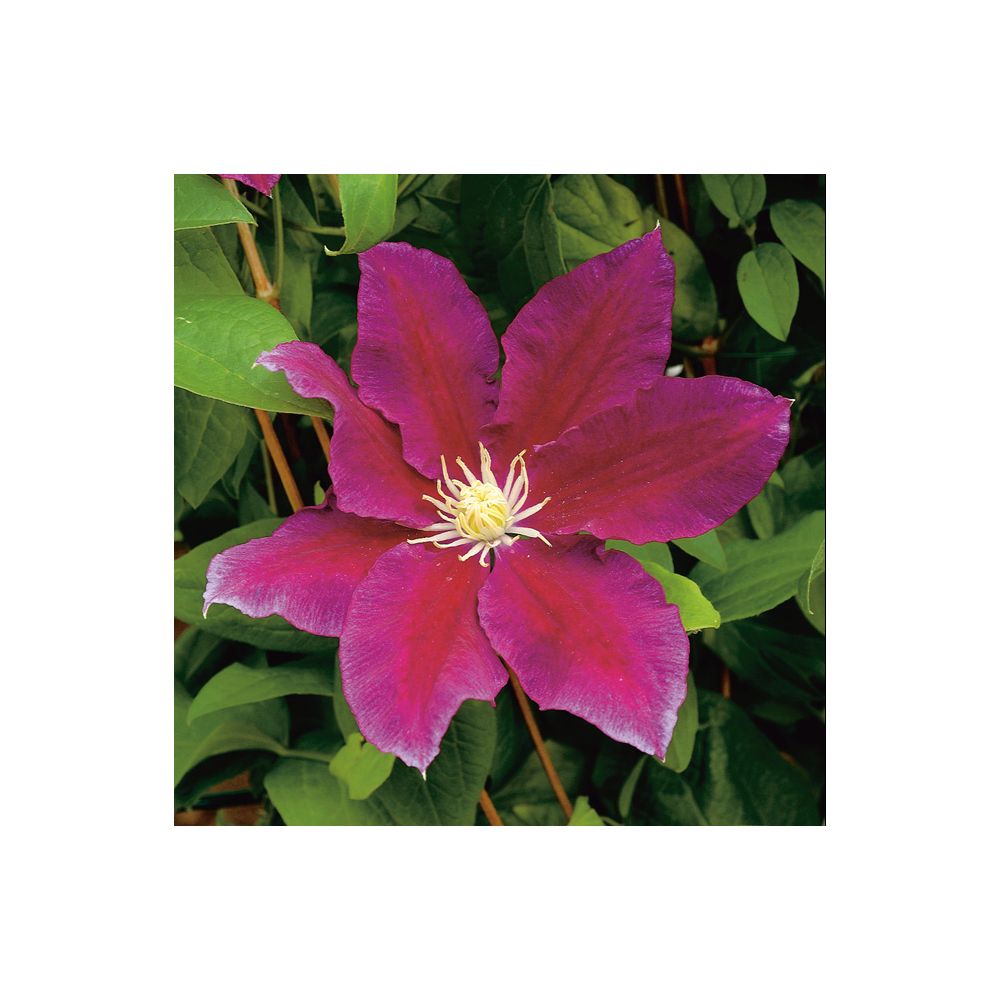 Clématite 'Hania'