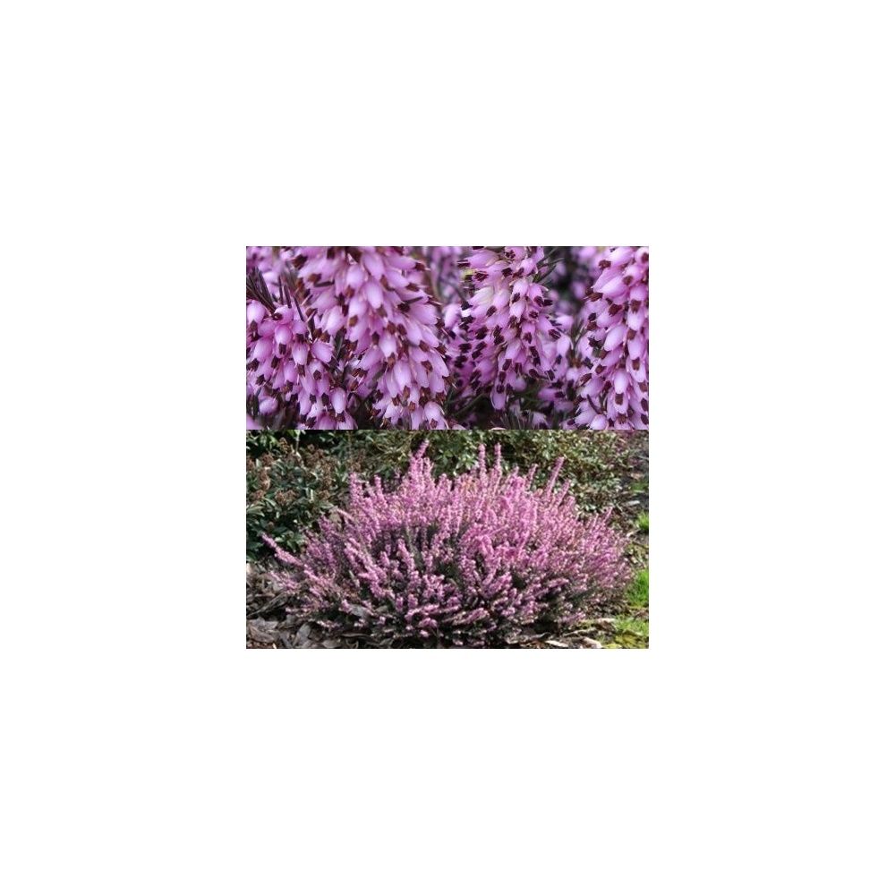 Bruyère d'hiver 'Spring Surprise' - Les 3 plants