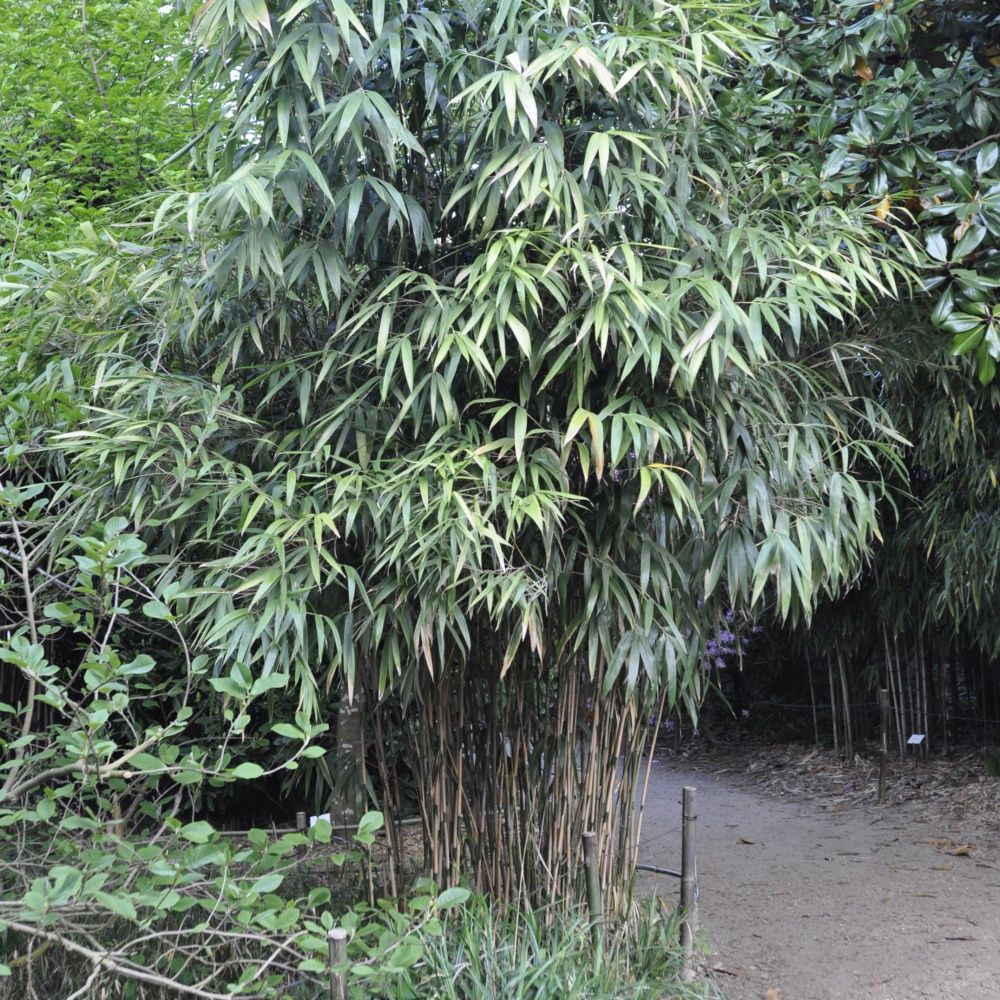 Bambou moyen : Pseudosasa japonica