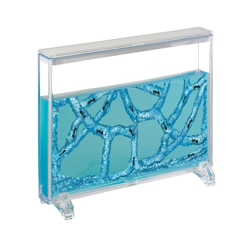 Vivarium à fourmis