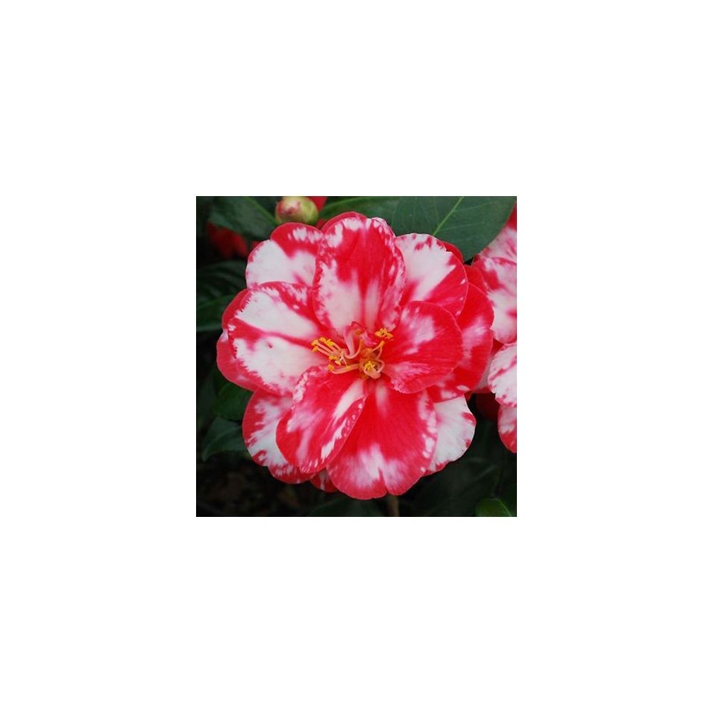 Camélia 'Donckelarii' (Collection 1900)
