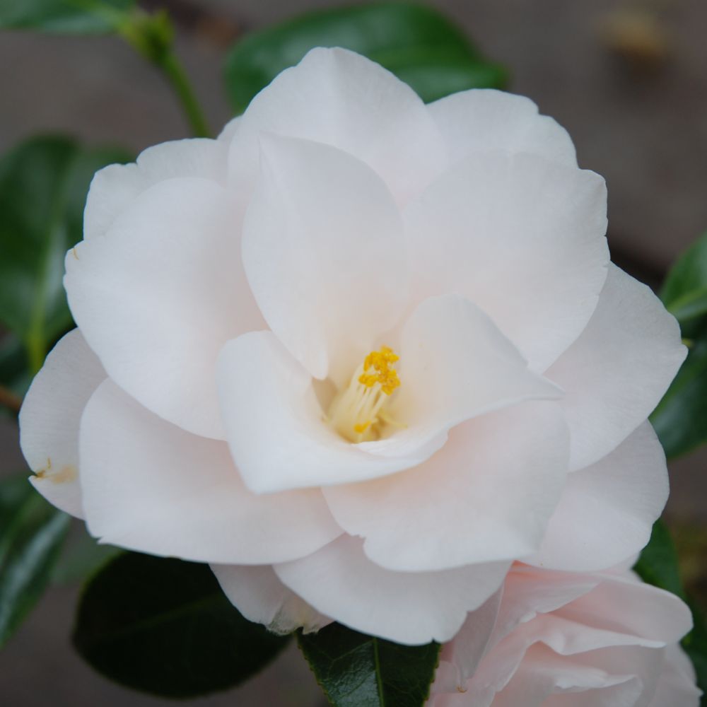 Camélia 'Hagoromo'  (Collection 1900)