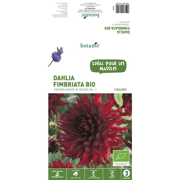 2 bulbes de Dahlia Fimbriata Kenora Macop BIO - Rouge foncé
