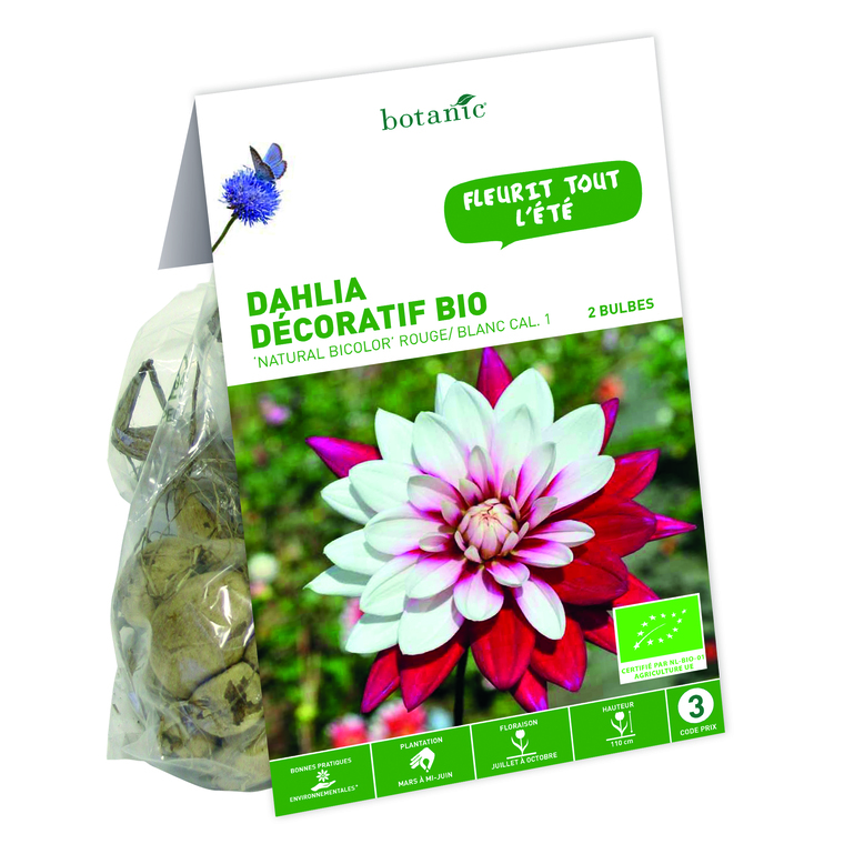 2 bulbes de Dahlia Pompon Natural Bicolore BIO – Rouge et blanc