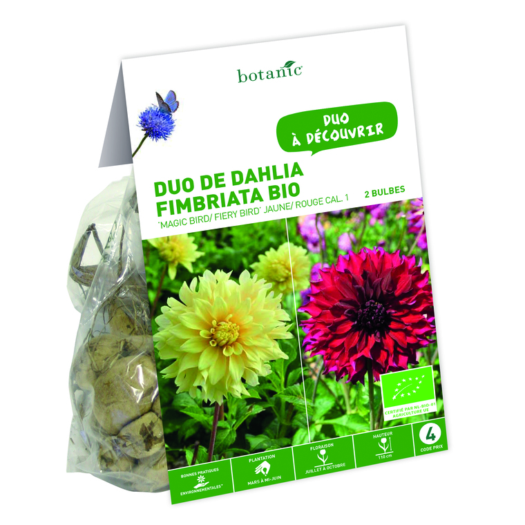 Duo de Dahlia Fimbriata Magic Bird/ Fiery Bird BIO – Jauneouge