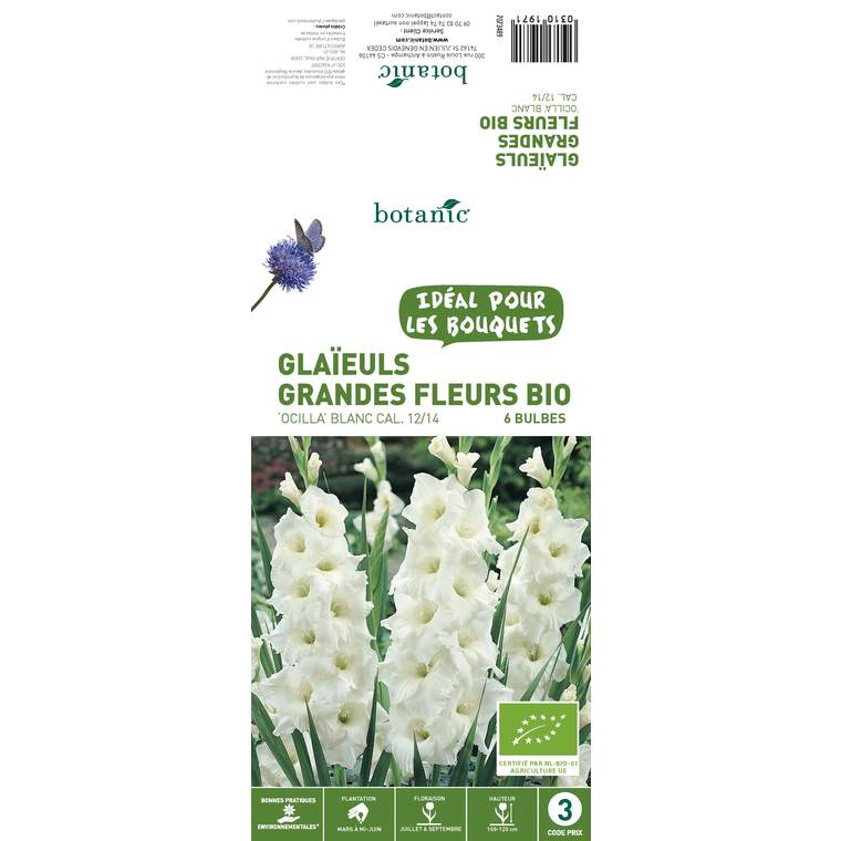 6 bulbes de Glaïeul Grande fleur hybride Ocilla BIO – Blanc