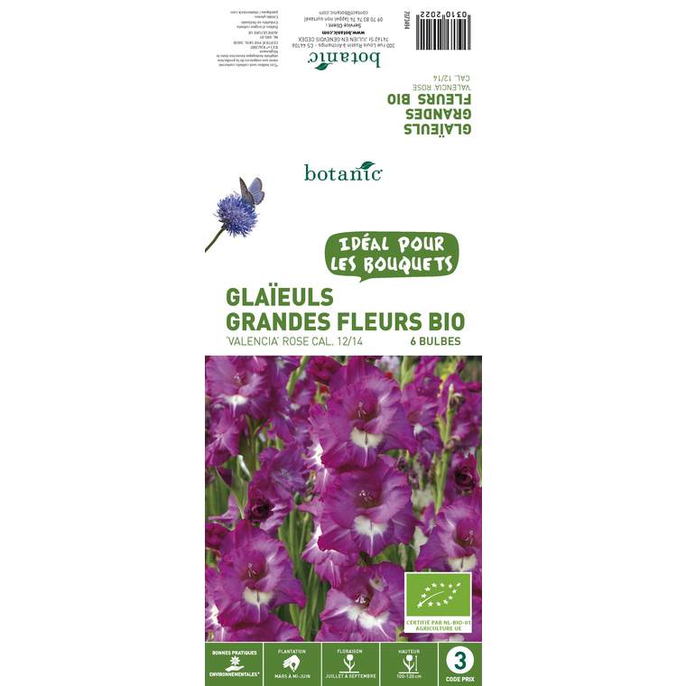 6 bulbes de Glaïeul Grande Fleur Hybride Fiorentina BIO - Rose