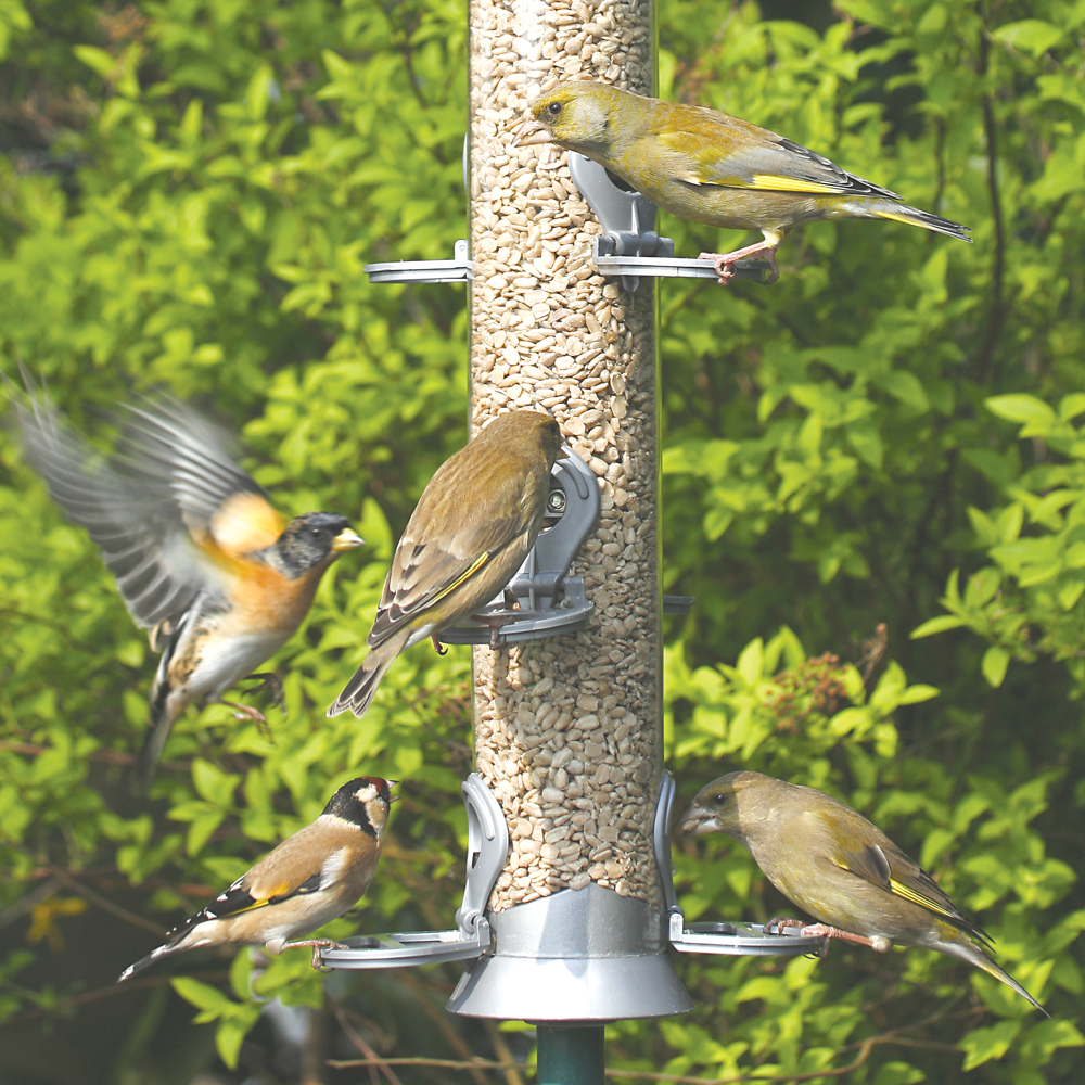Plastic Seed Feeder (Large-Silver)