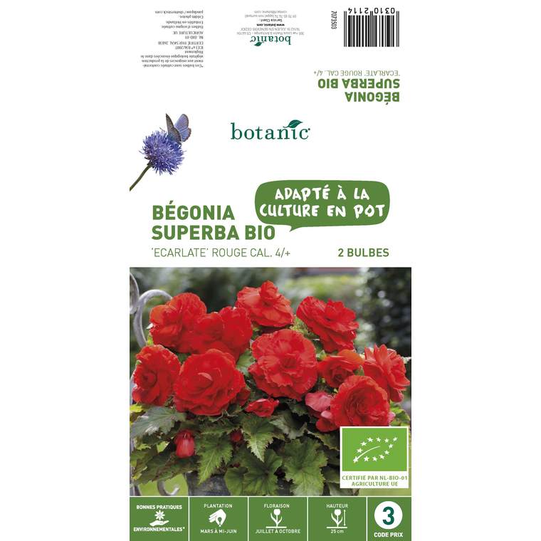 2 bulbes de Bégonia Superba Ecarlate BIO - Rouge