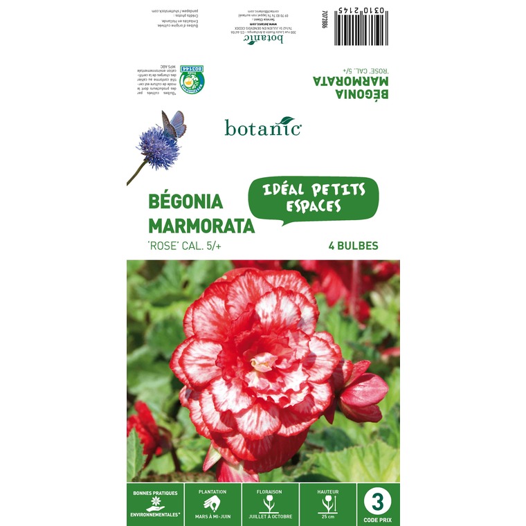 4 bulbes de Bégonia Marmorata Rose