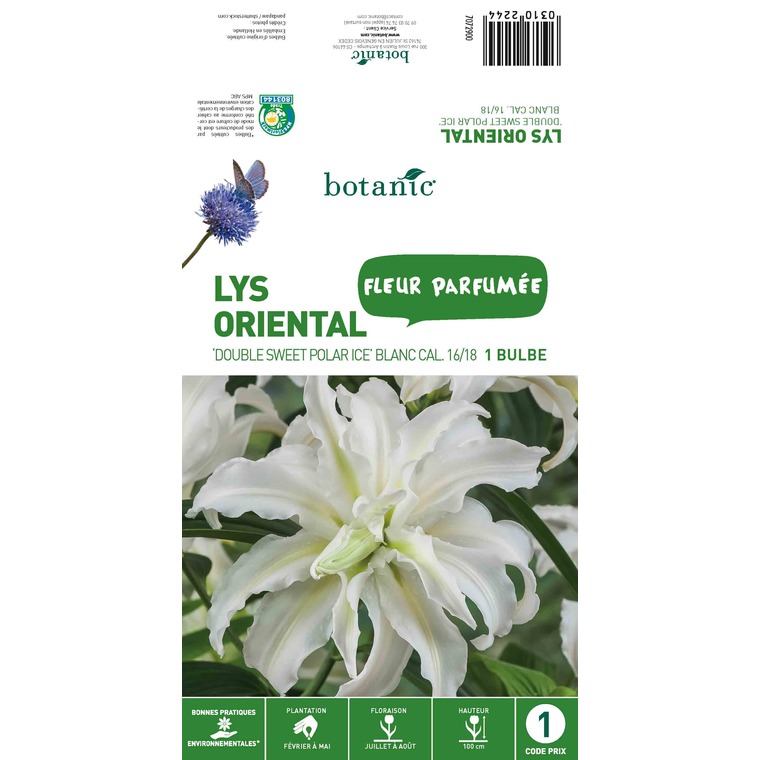 Bulbe de Lys Oriental Double Sweet Polar Ice - Blanc