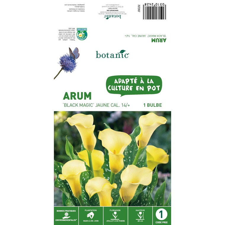 Bulbe d’Arum Black Magic - Jaune