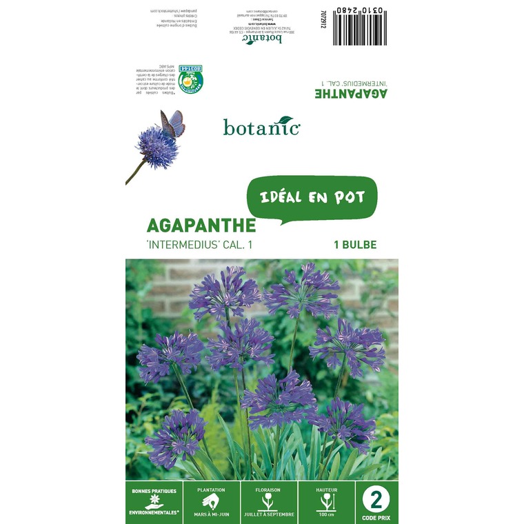 Bulbe d’Agapanthe Intermedius - Violet