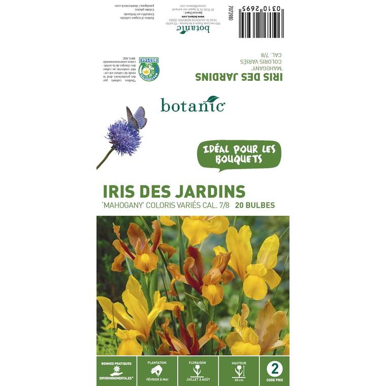20 bulbes d’Iris Hollandica Mahogany – Couleurs variées