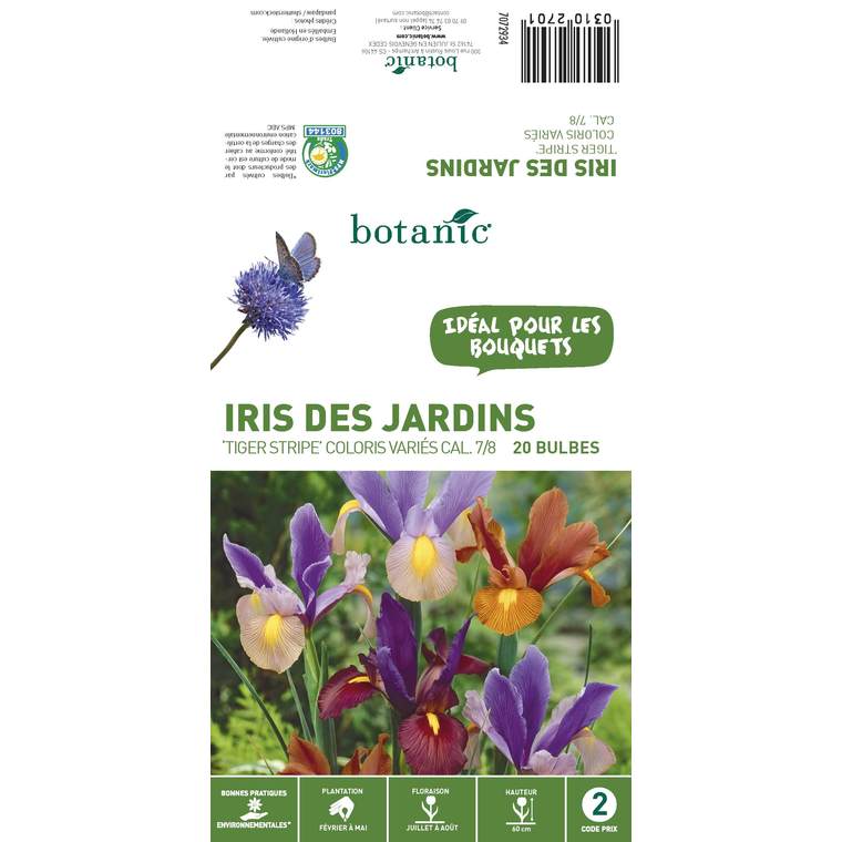20 bulbes d’Iris Hollandica Tiger Stripe Mélange – Couleurs Variées