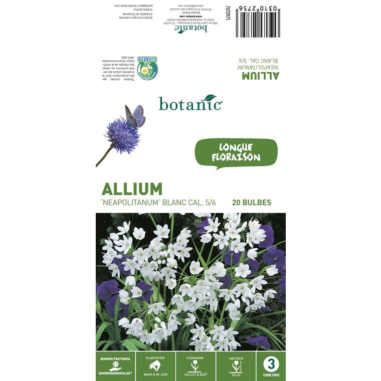 20 bulbes d’Allium Neapolitanum - Blanc